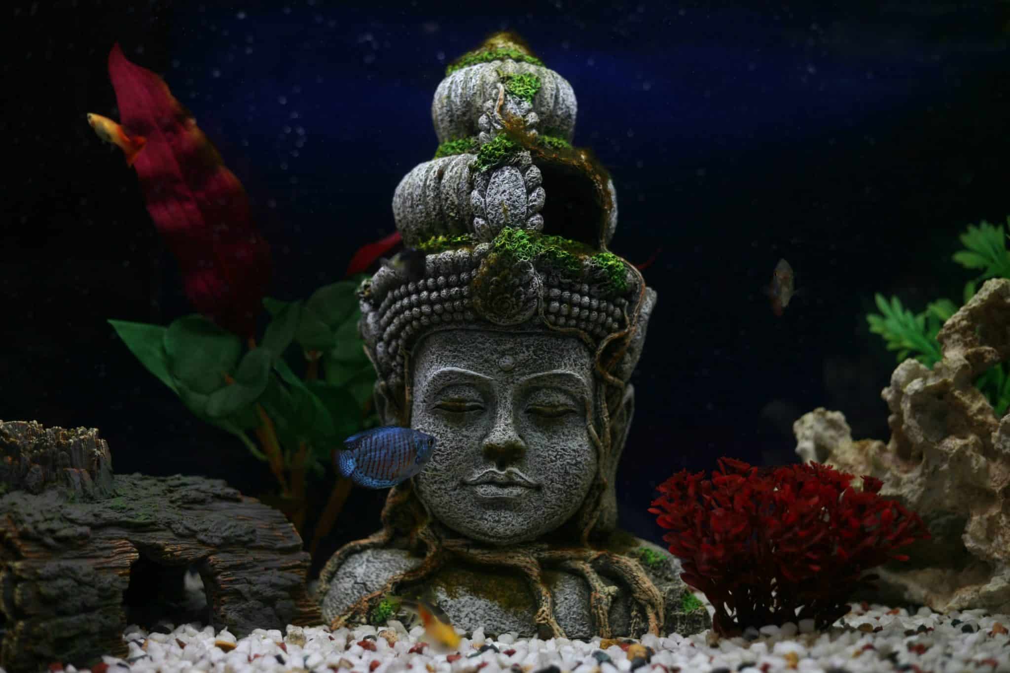 A mindful statue in a fish tank